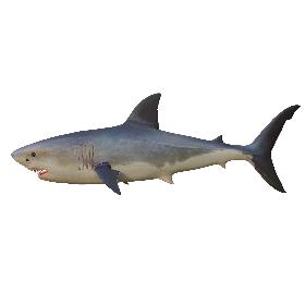 3D The Great White Shark model